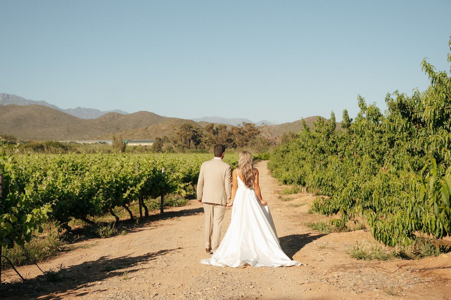 Bride in a white gown and groom in a beige suit walk away along a dirt path between vineyard rows with Robertson mountains in the distance.
