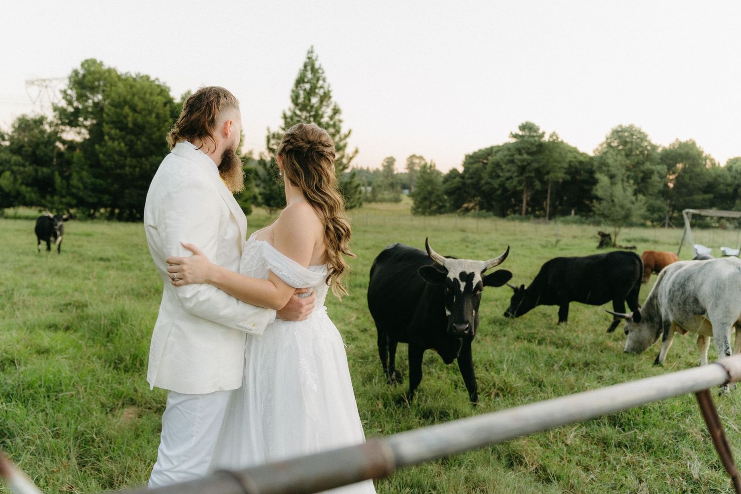 Couple in white wedding attire overlooks pasture with grazing cattle during countryside celebration.