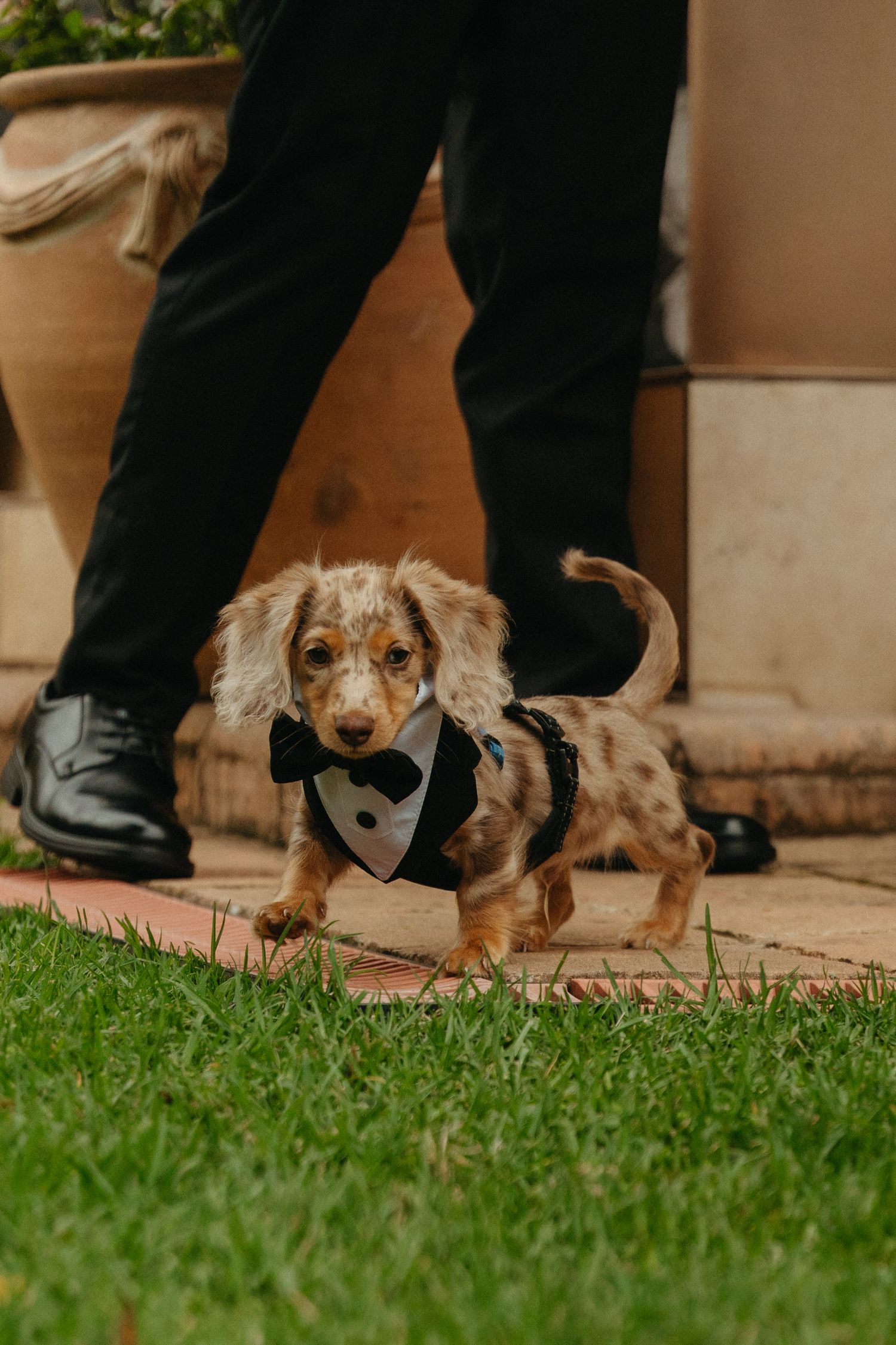 A dapper dachshund puppy wearing a miniature tuxedo with bow tie stands on a garden path beside formal black dress shoes.
