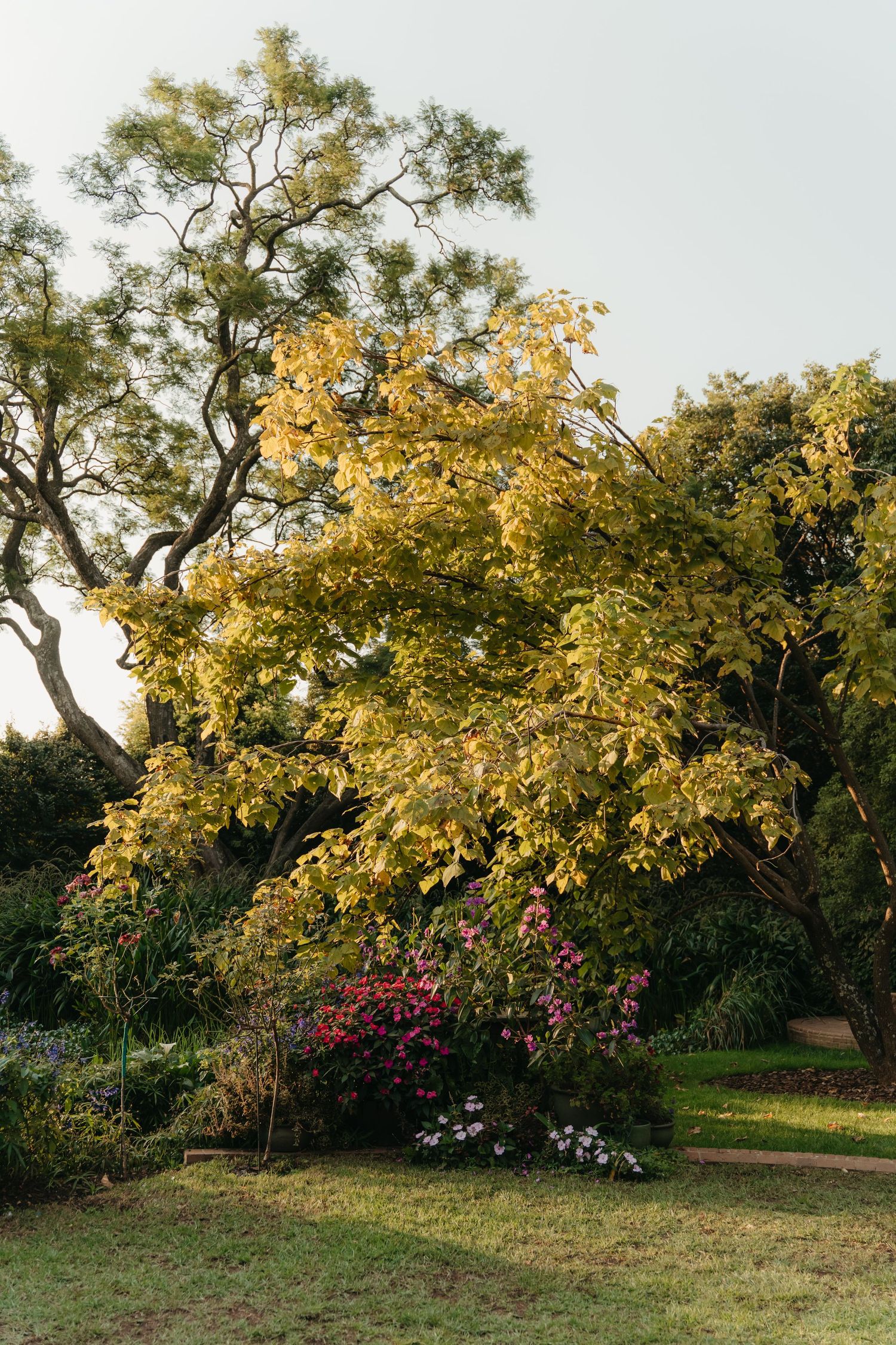 A lush garden scene featuring a tree with golden-yellow autumn leaves surrounded by colorful flowering shrubs on green grass.