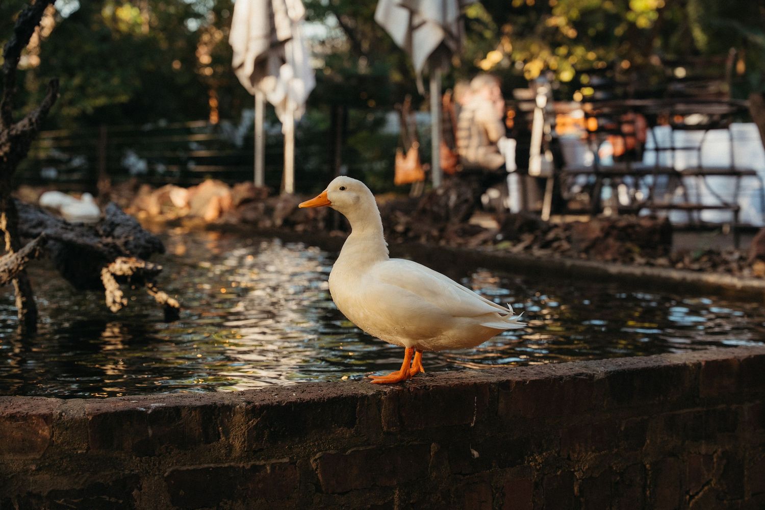 A white Pekin duck with orange feet perched on a brick pond edge in a sunlit outdoor garden setting.