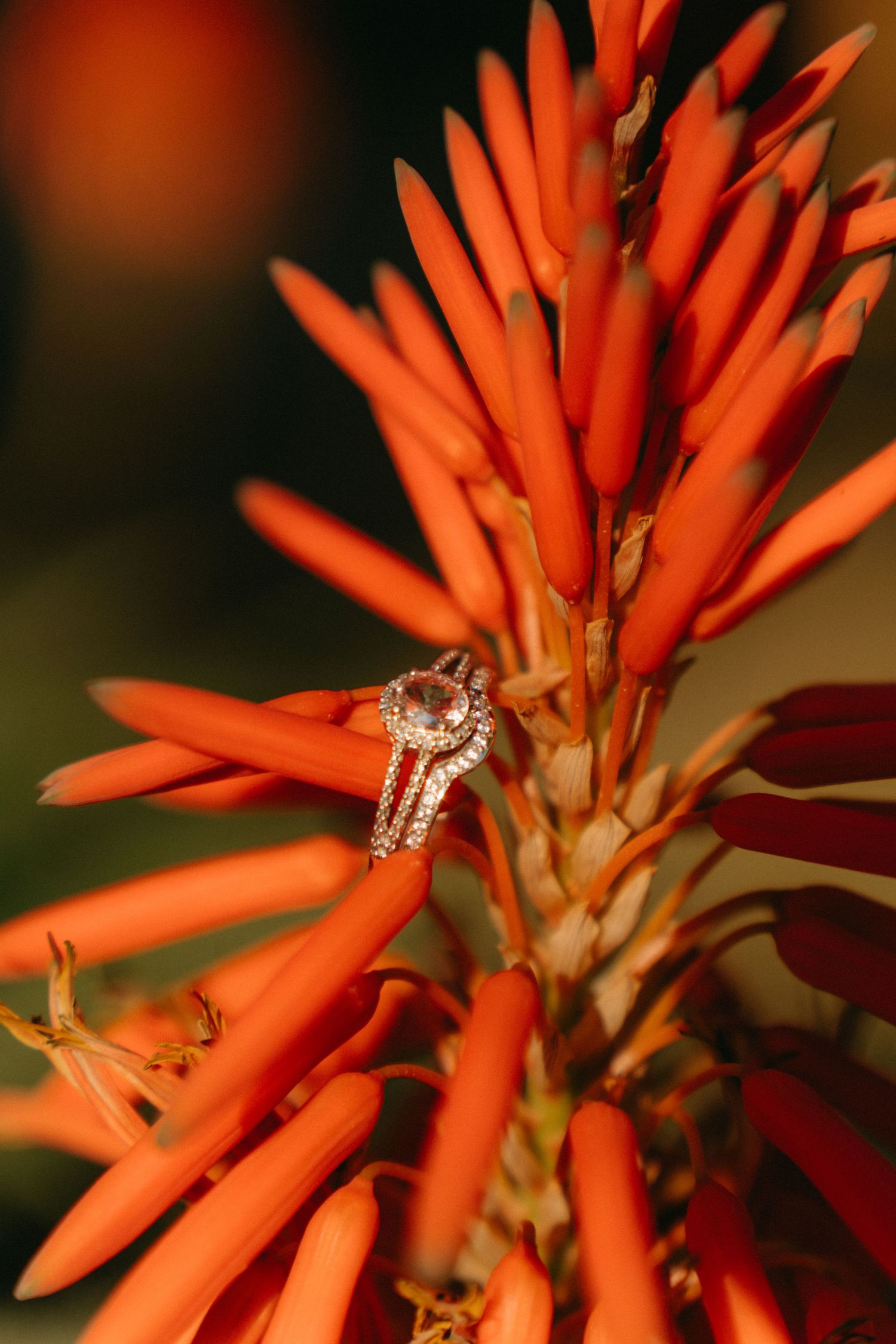 A sparkling diamond engagement ring nestled among vibrant orange aloe vera flowers in macro detail.