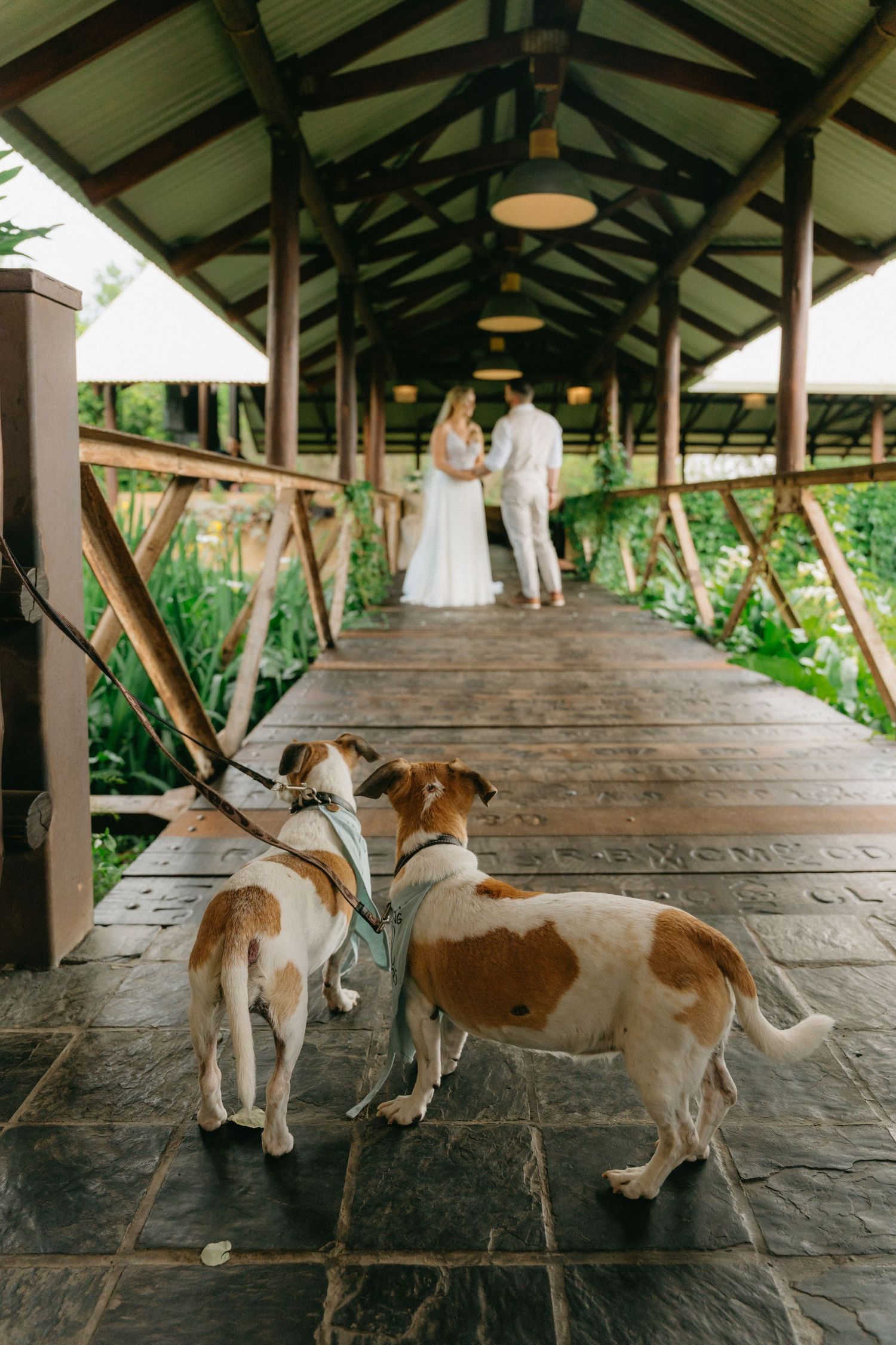 Dogs walk together on a covered wooden deck pathway.