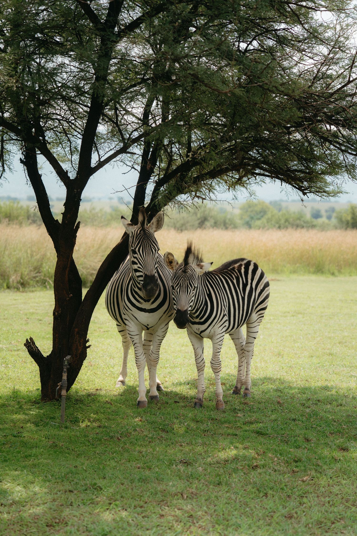 Two zebras stand in the shade of an acacia tree on the African savanna.