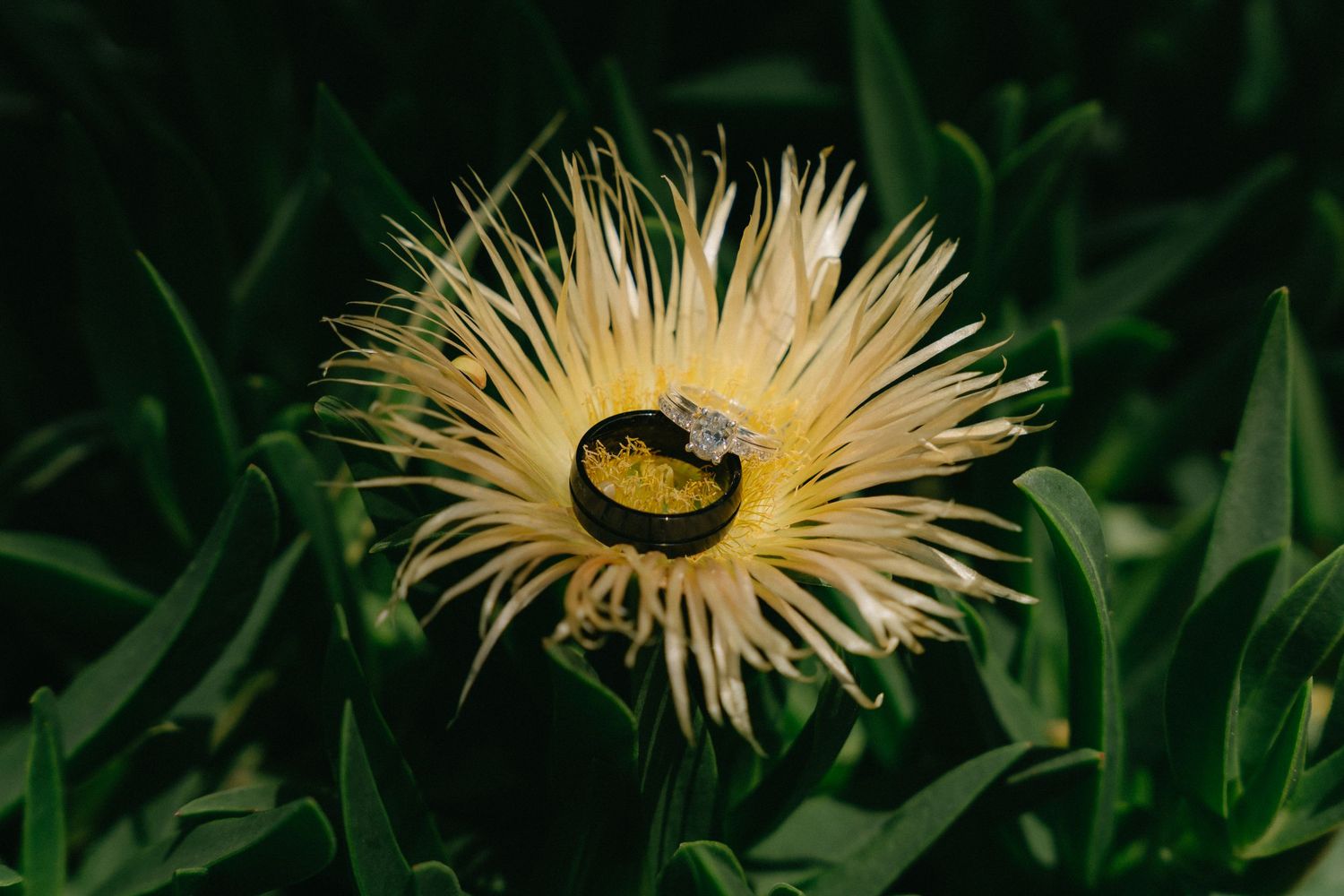 Close-up of yellow gerbera daisies blooming in a garden setting.