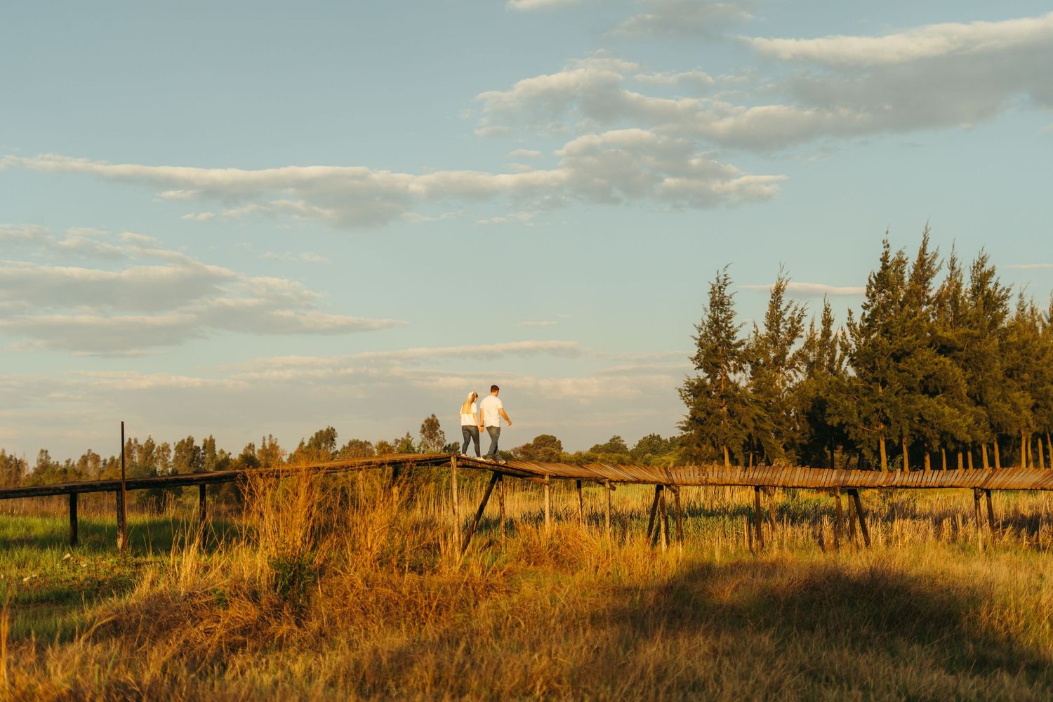 Golden sunlight illuminates a rural landscape with tall grass and pine trees along a wooden fence at sunset.