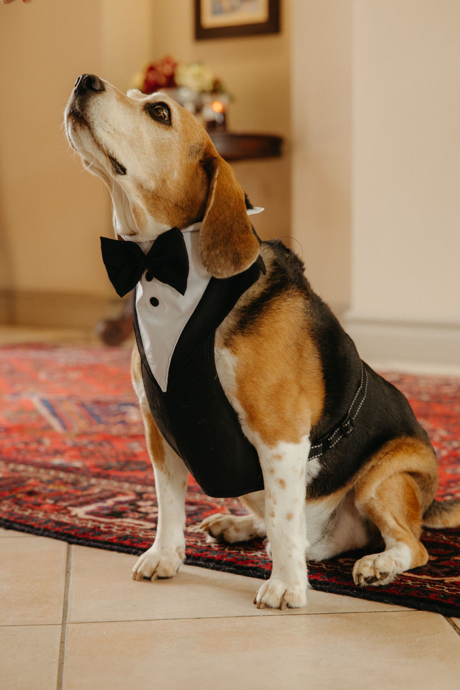 A beagle dog wearing a black tuxedo vest with bow tie sits on a red rug, looking upward.