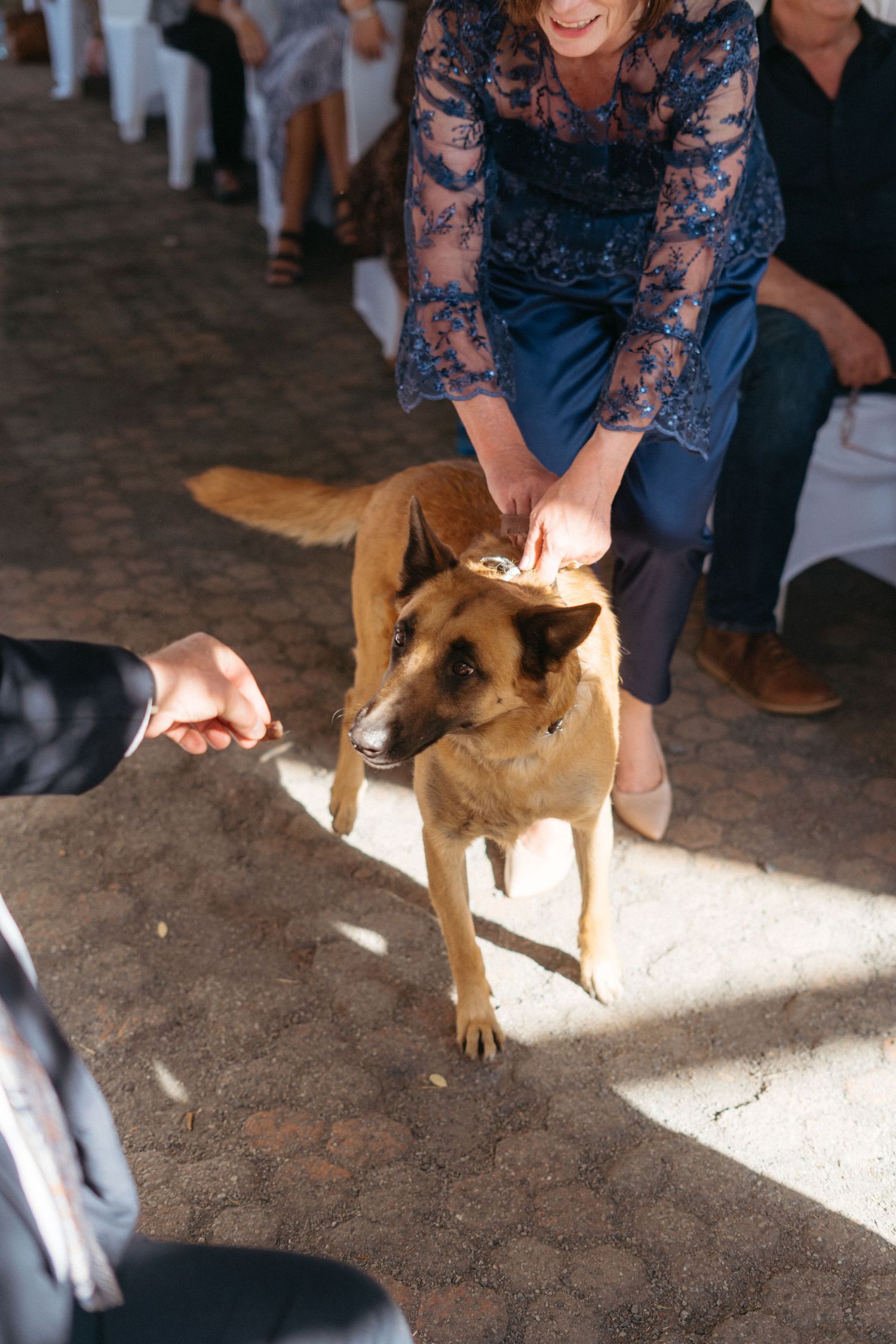A brown dog being petted during an outdoor wedding reception.