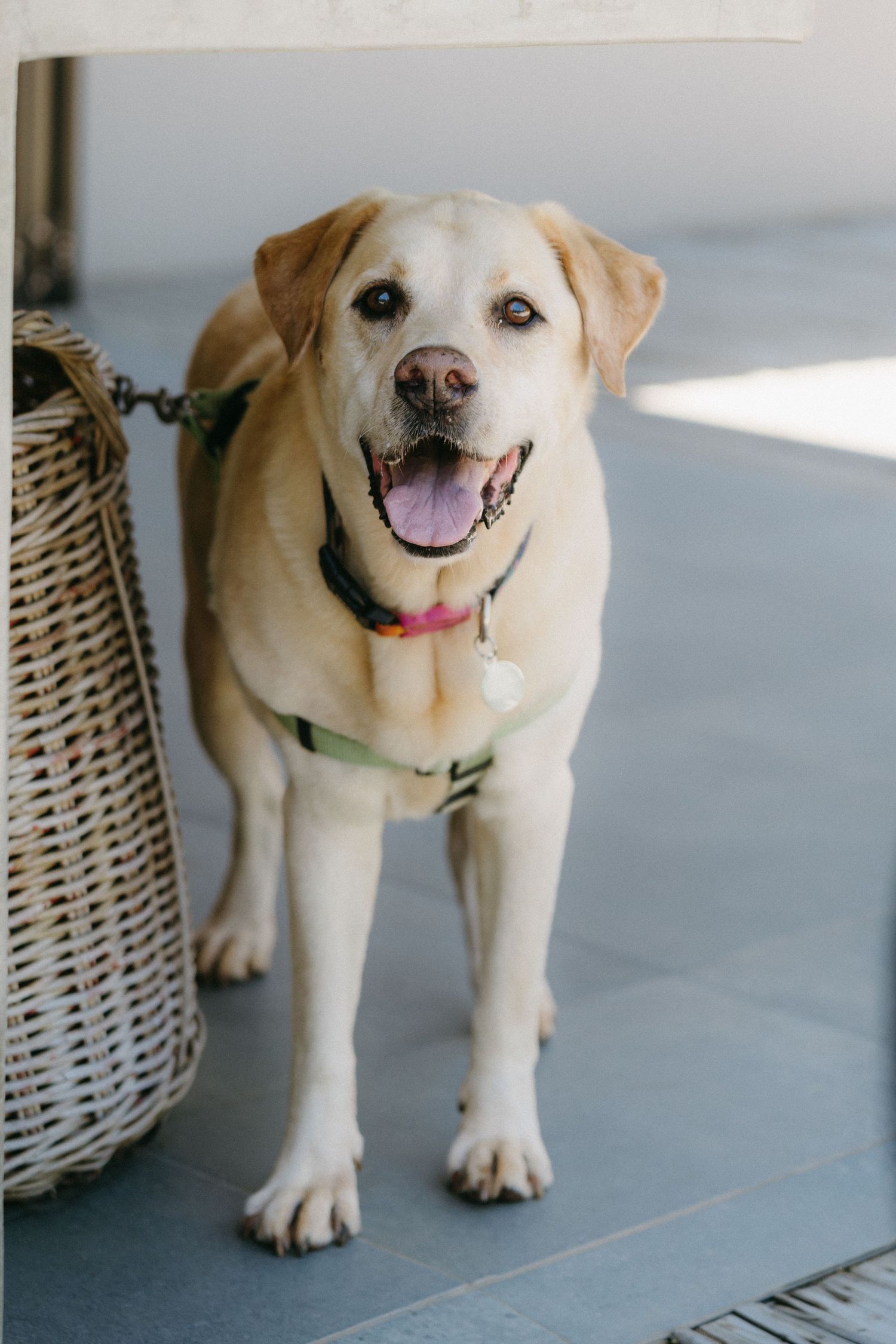 Happy yellow Labrador retriever with a pink collar standing next to a wicker basket.