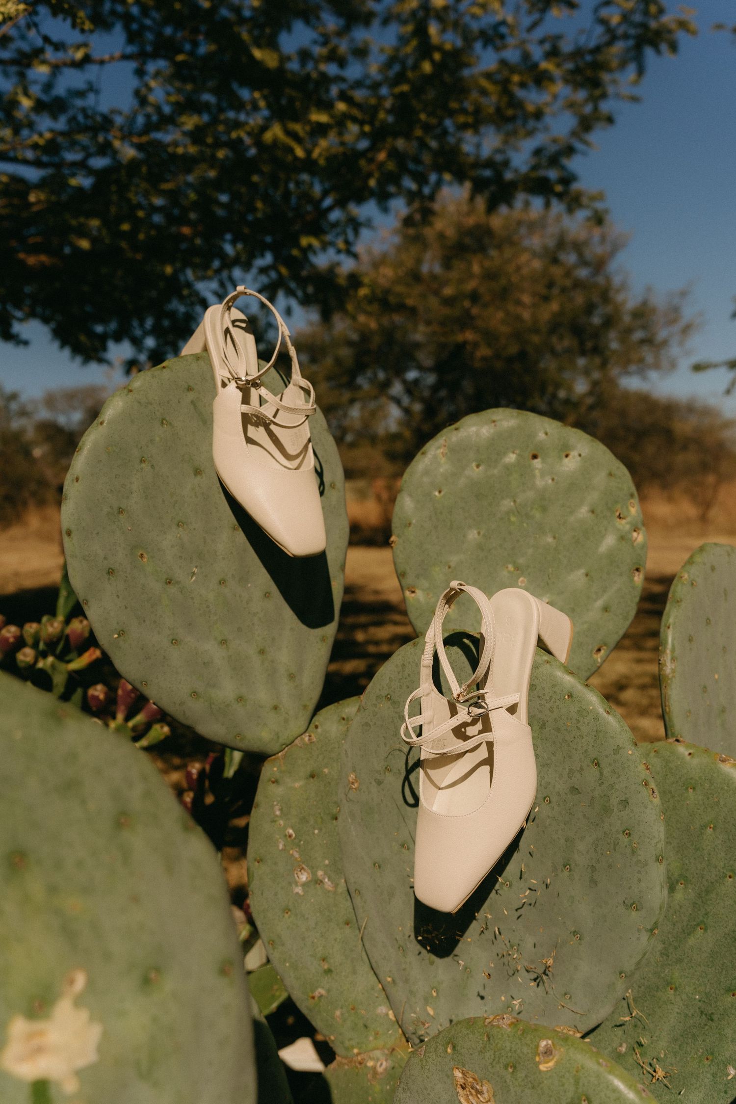 White bridal heels displayed on green prickly pear cactus pads in Limpopo, South Africa