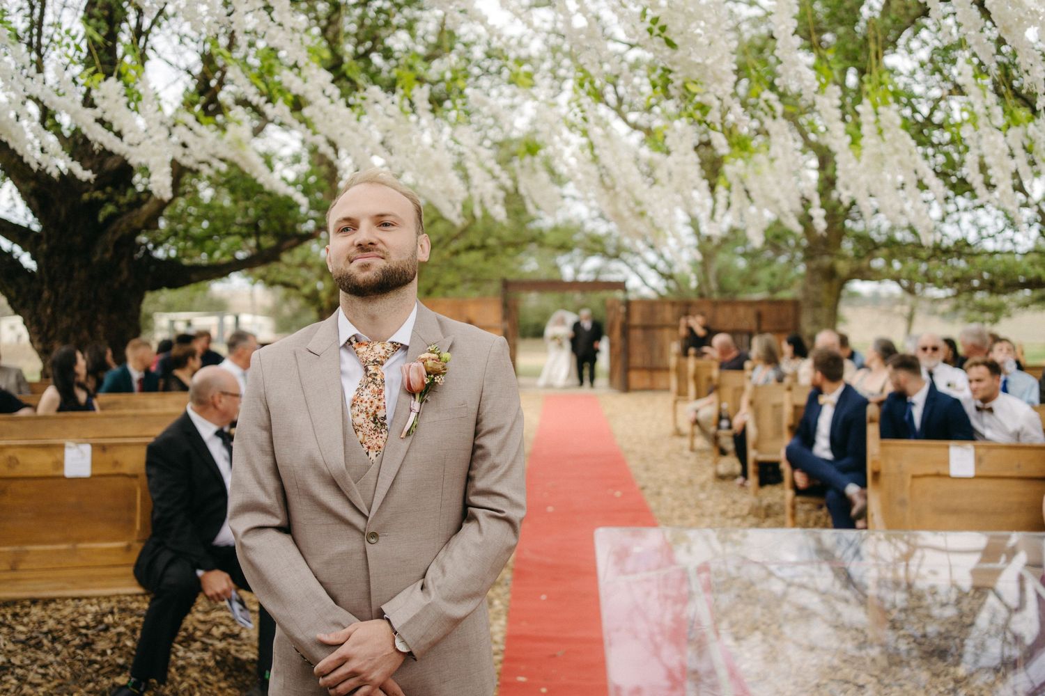 An outdoor wedding ceremony setup with wooden pews and a red carpet aisle under flowering white cherry blossom trees.