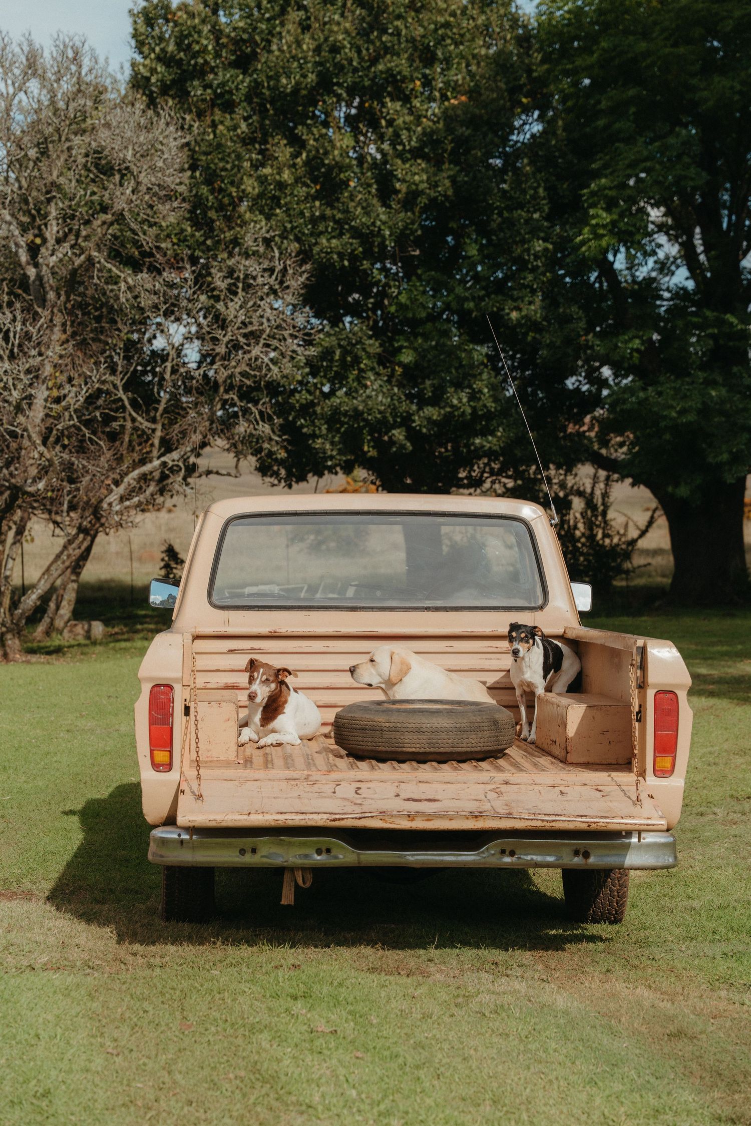 Two dogs relaxing in the bed of a vintage beige pickup truck parked on green grass with trees in the background.
