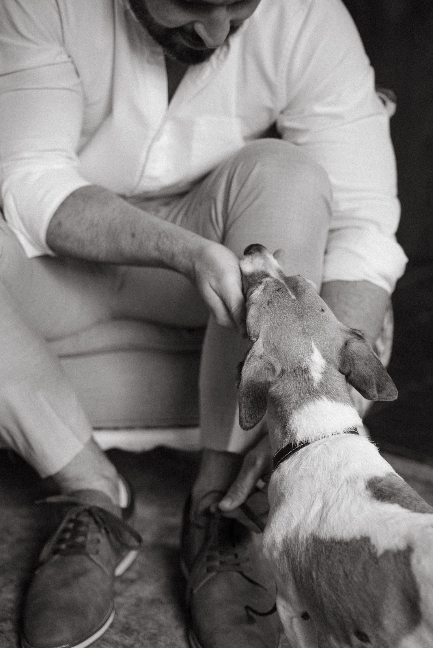 Black and white image of person petting a Jack Russell terrier.