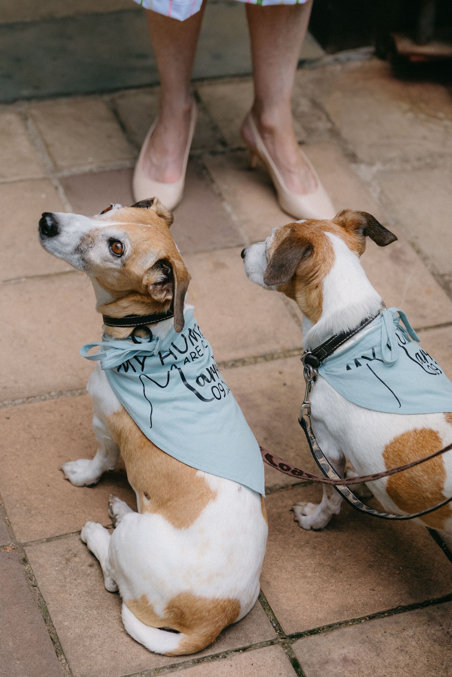 Close-up sequence of a Jack Russell terrier wearing a light blue bandana on tiled floor.
