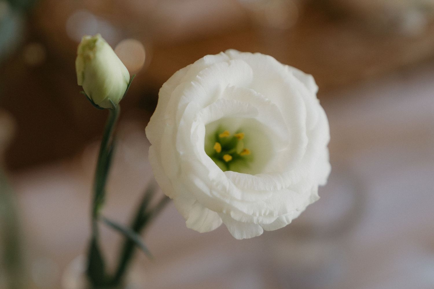 A delicate white lisianthus flower in full bloom with a soft blurred background.