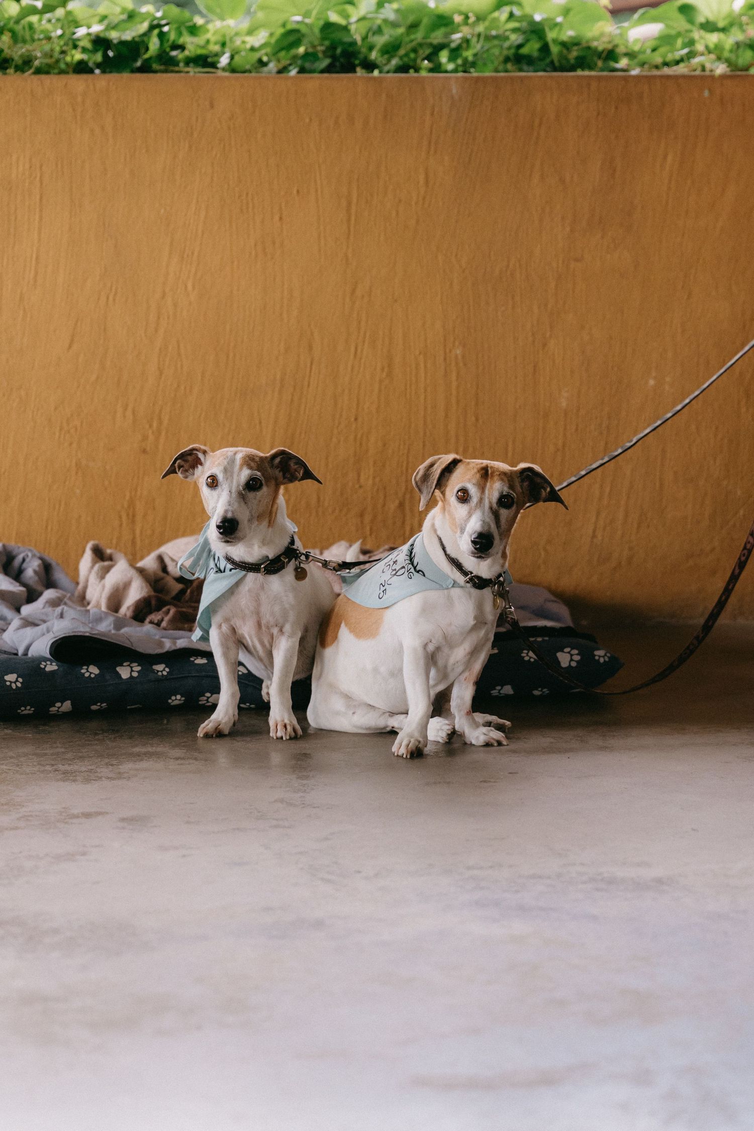 Small puppies resting together against a brown wall in matching dog beds.