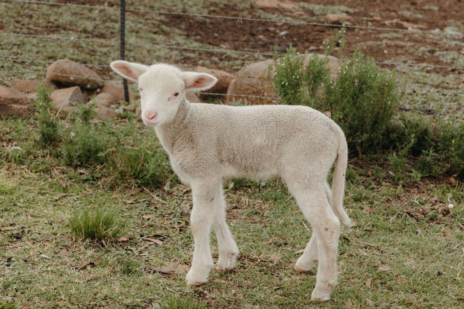 A young white lamb stands alone on green grass in a farm field with rocks and shrubs in the background.