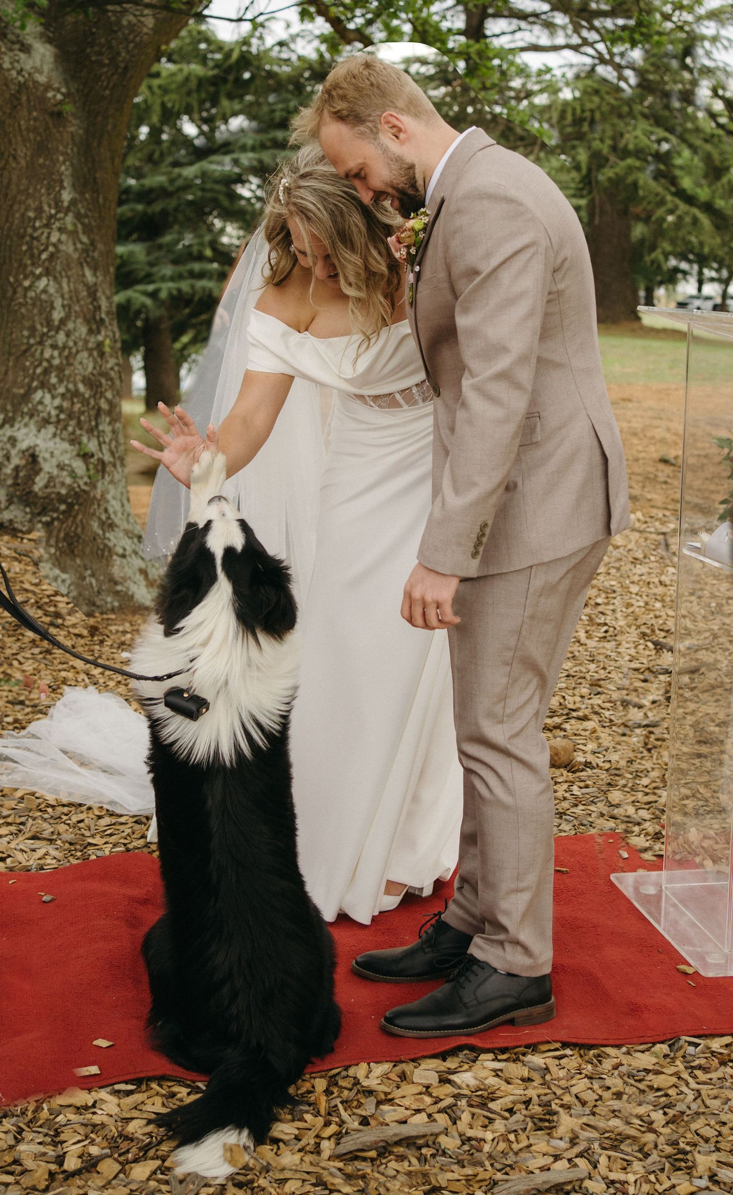A couple shares a moment with their black and white dog on a red carpet during their wedding.
