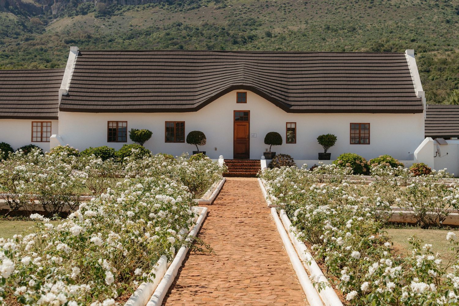 A scenic path leads through a white rose garden to traditional Cape Dutch style buildings with thatched roofs.