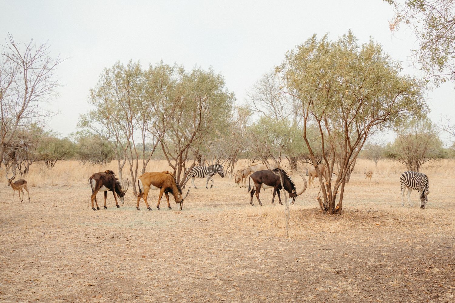Wild animals including zebras and antelopes graze in an arid savanna landscape.