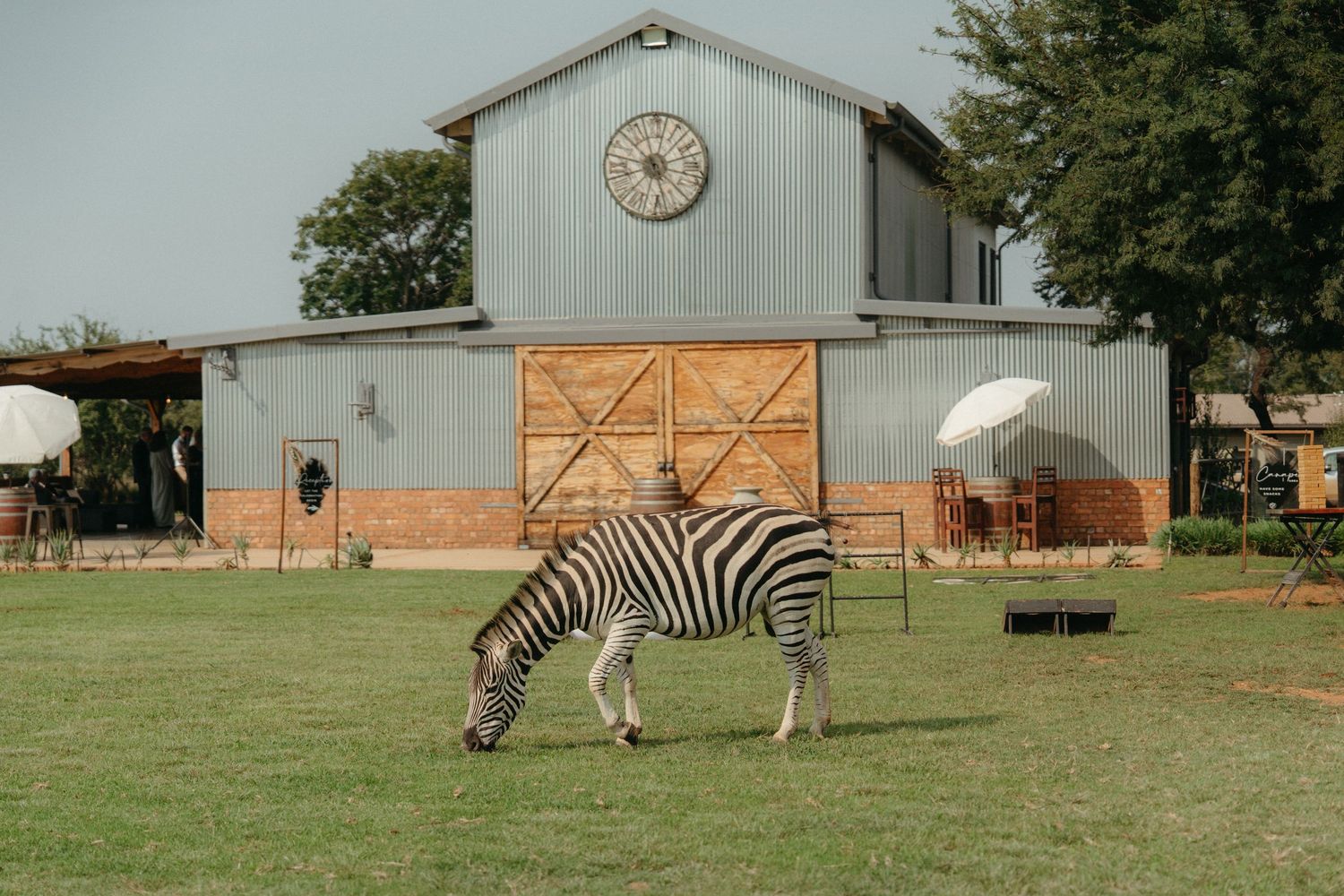 A zebra grazing on grass in front of a modern barn-style event venue.