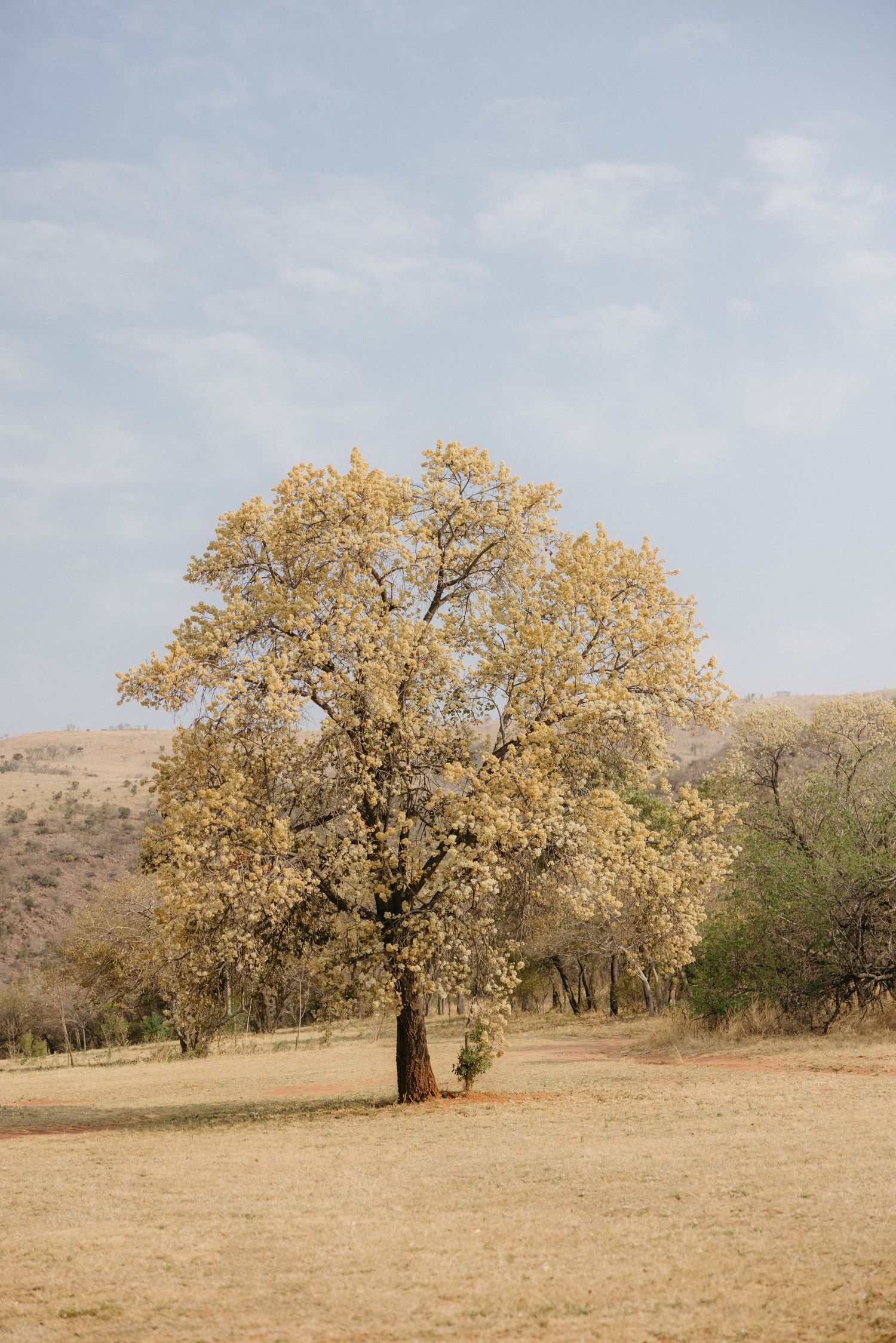 A large oak tree with golden autumn foliage stands alone in a dry grassy field against a cloudy sky.