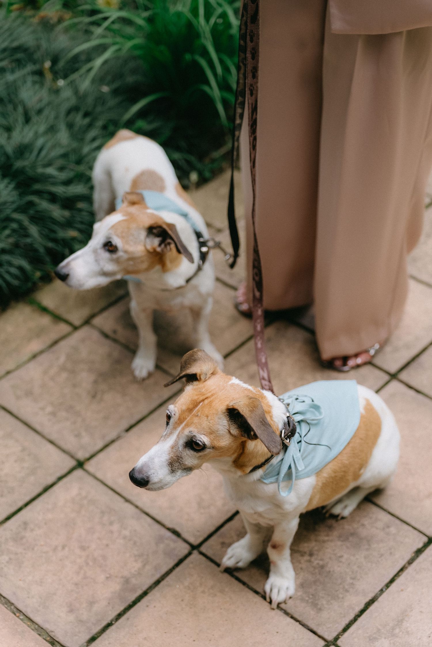 Jack Russell terrier in blue bandana rests on stone patio.