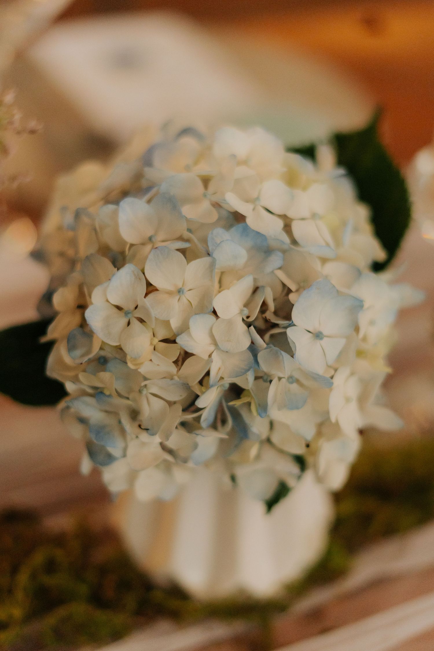 Close-up view of delicate white hydrangea flowers with soft petals against a warm blurred background @Boshoek Weddings