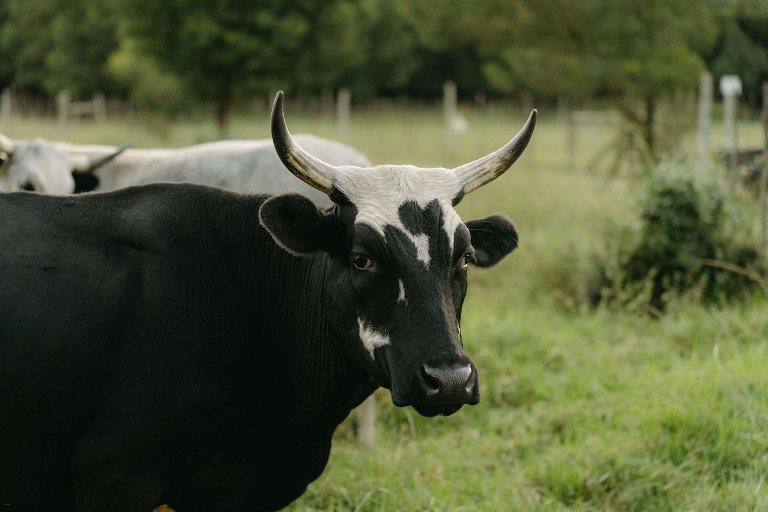 Black and white horned cow gazing at camera in lush green pasture.