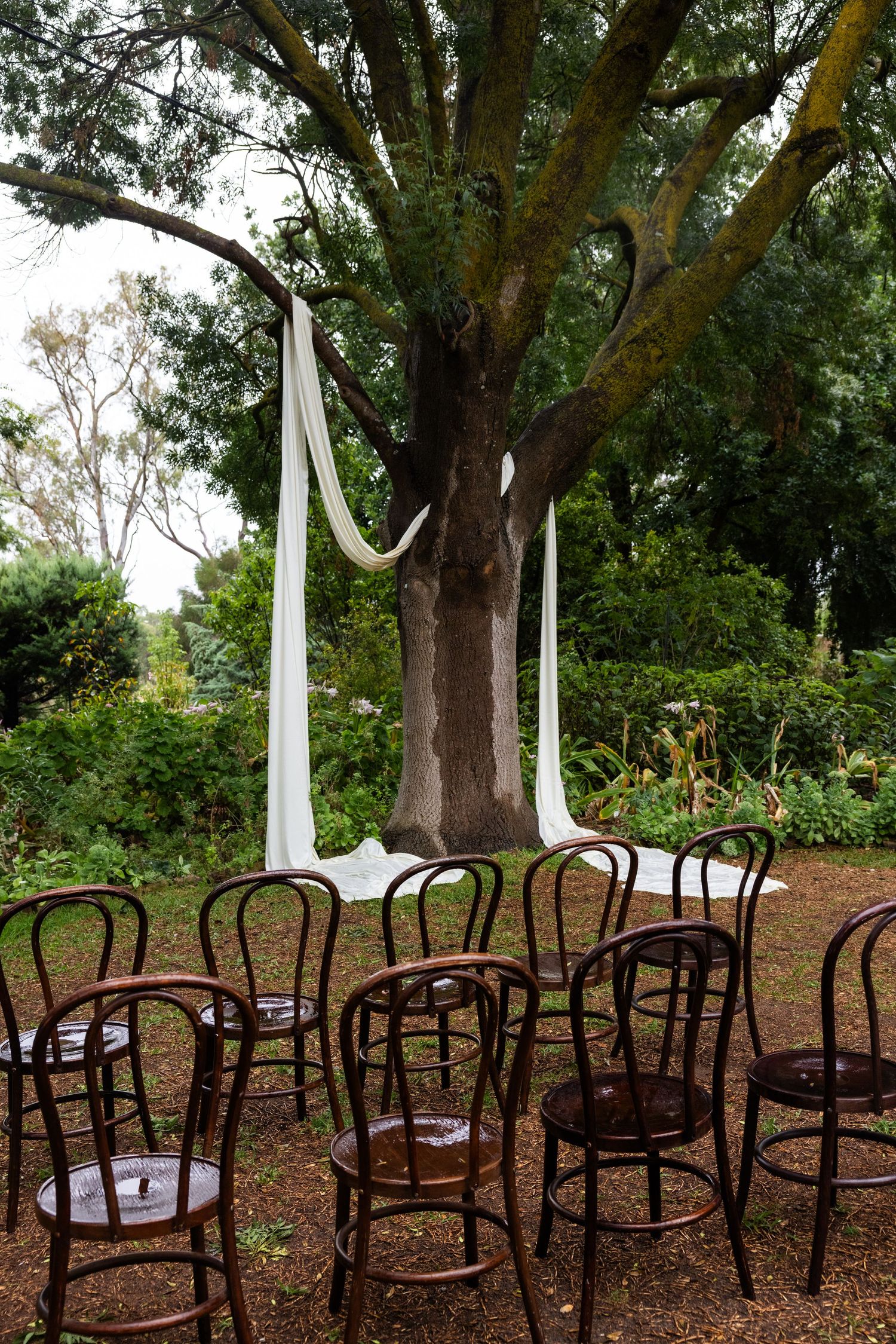 Outdoor wedding ceremony setup with rustic bentwood chairs arranged before a large tree draped with flowing white fabric.