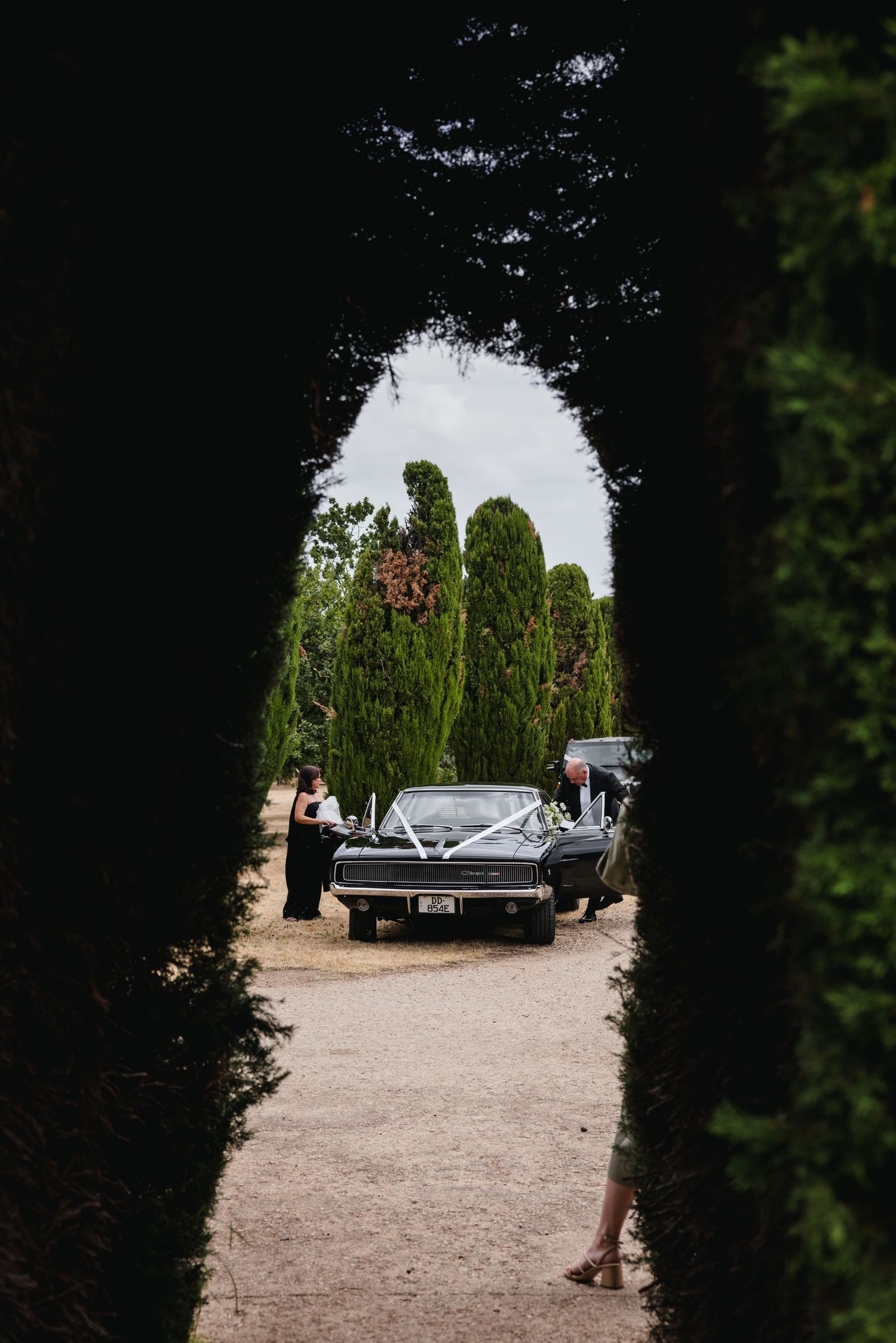 Classic black vintage car arriving at elegant wedding venue framed by tall cypress trees.