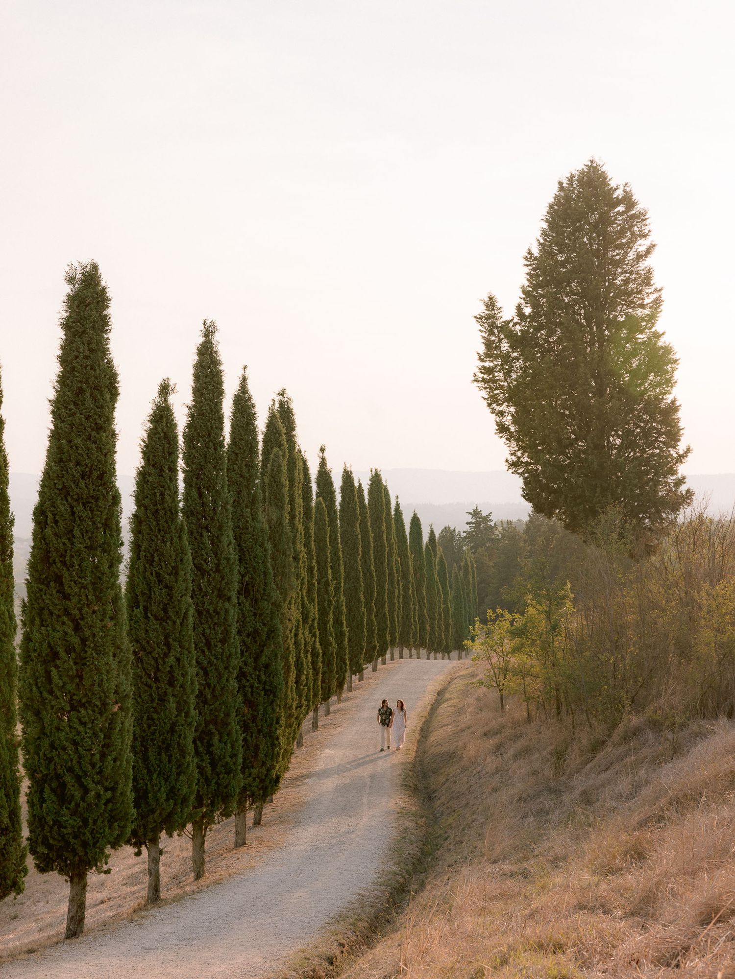 Row of tall cypress trees lining a winding path on a hillside at dusk.