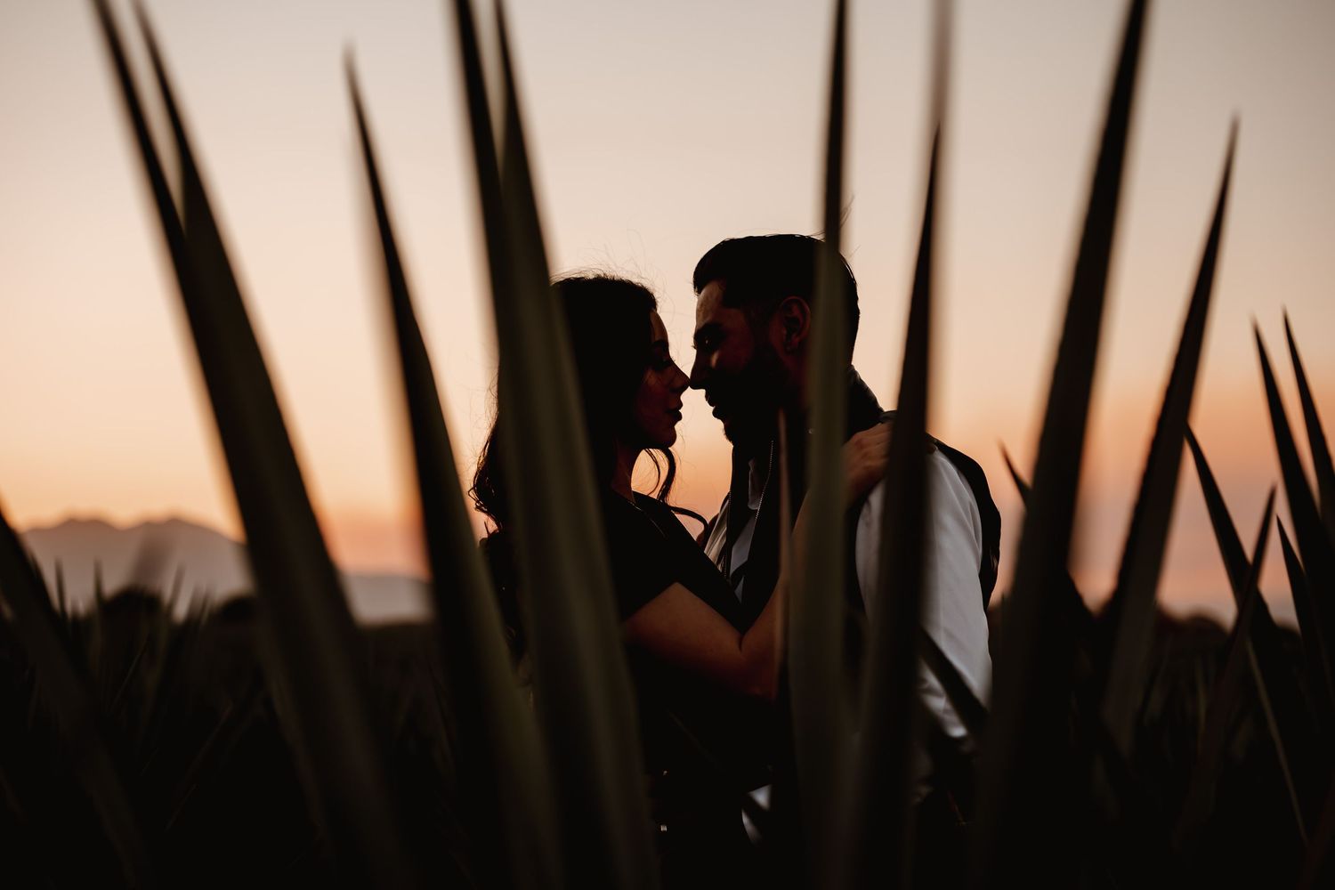 Silhouette of a romantic couple almost kissing at sunset, framed by dark agave plants in warm golden light.