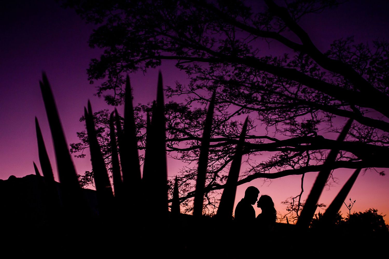 Romantic couple silhouette at purple sunset under dramatic trees with agave plants.