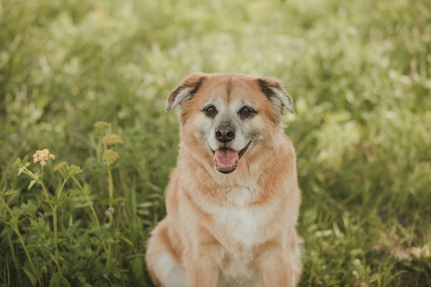 Happy golden-brown mixed breed dog sitting in a lush green meadow with wildflowers, tongue out, looking at camera.