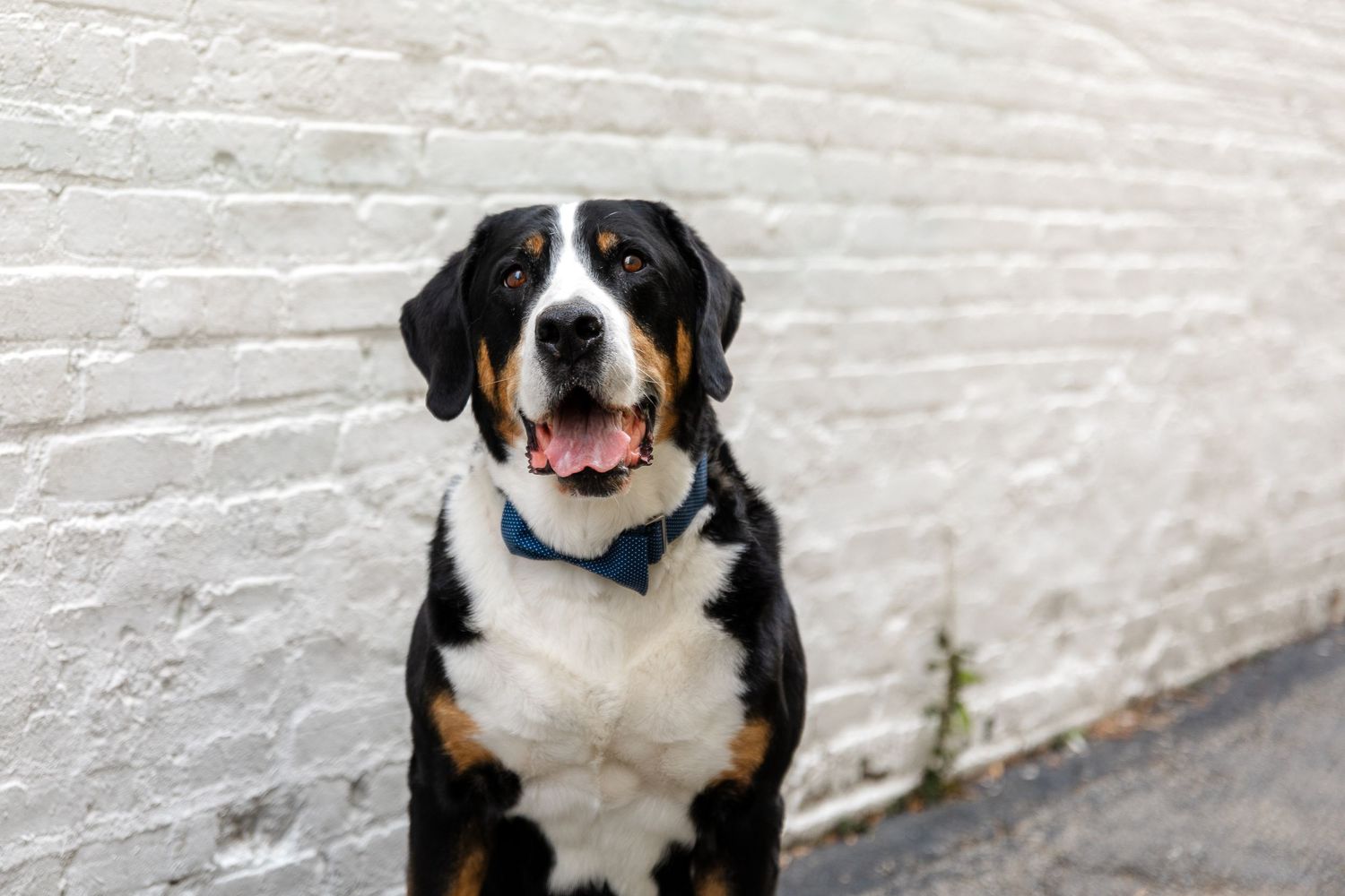 Black and white dog with happy expression poses in front of white brick wall.