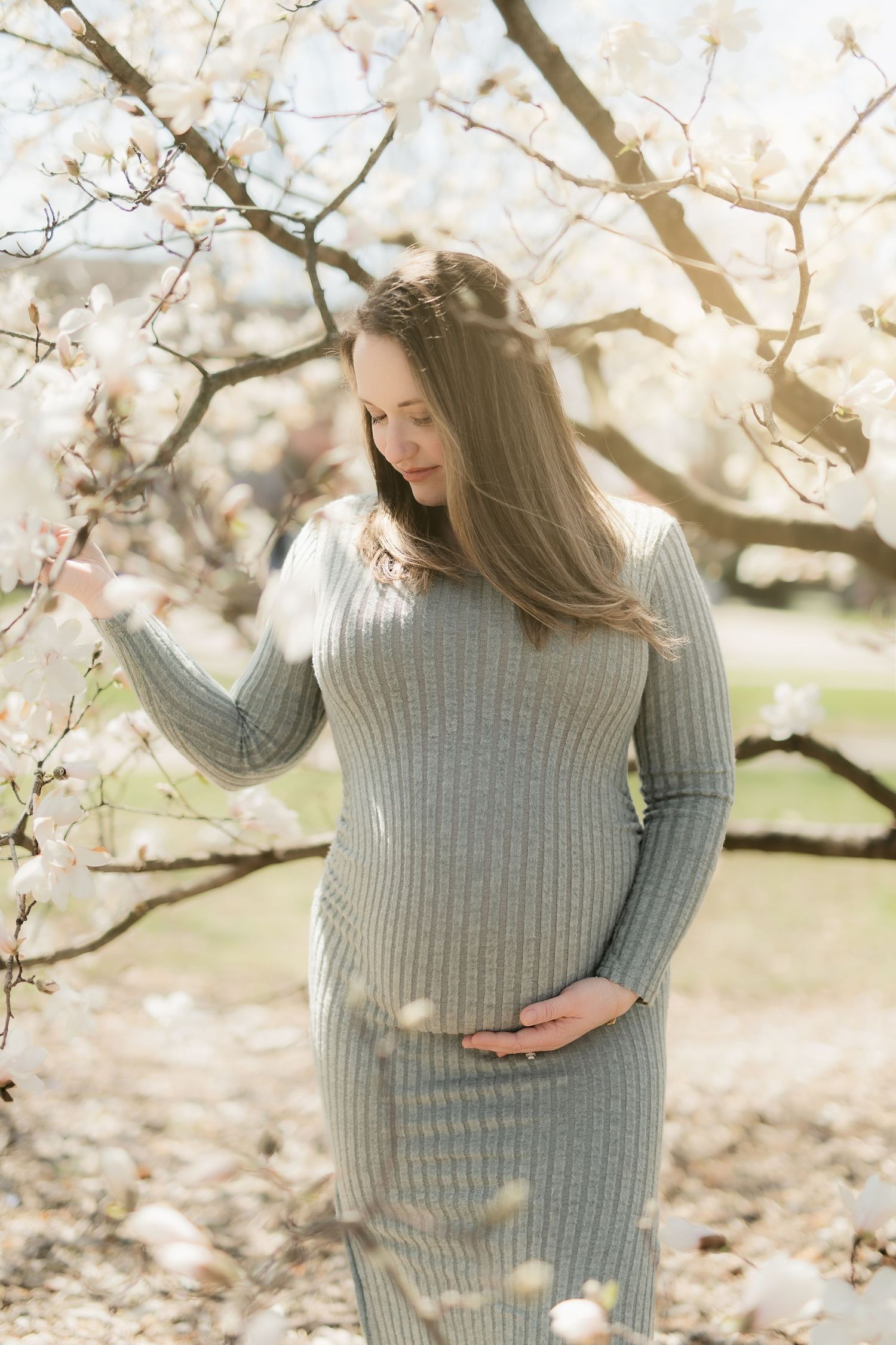 A pregnant woman in a gray sweater dress stands beneath blooming cherry blossoms on a sunny spring day.
