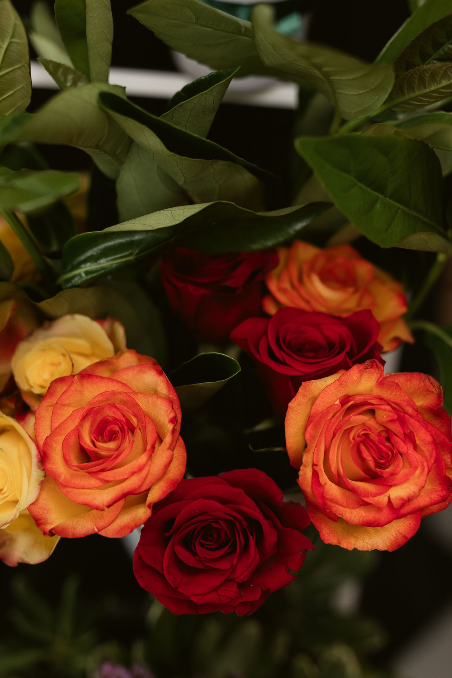 Close-up of vibrant red and orange roses with lush green leaves in a floral arrangement.