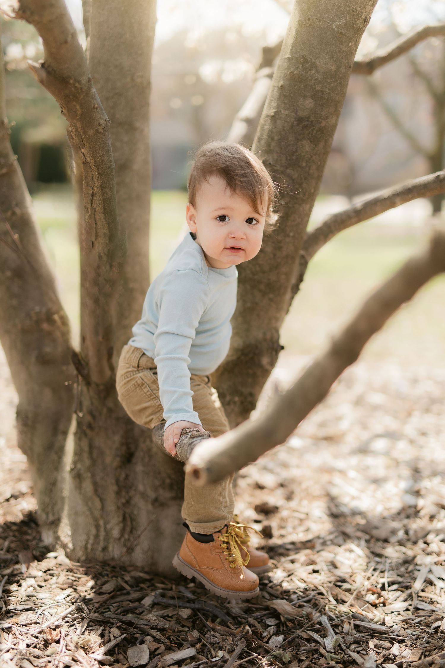A small child in a blue sweater and brown pants climbs on a large tree trunk on a sunny autumn day.