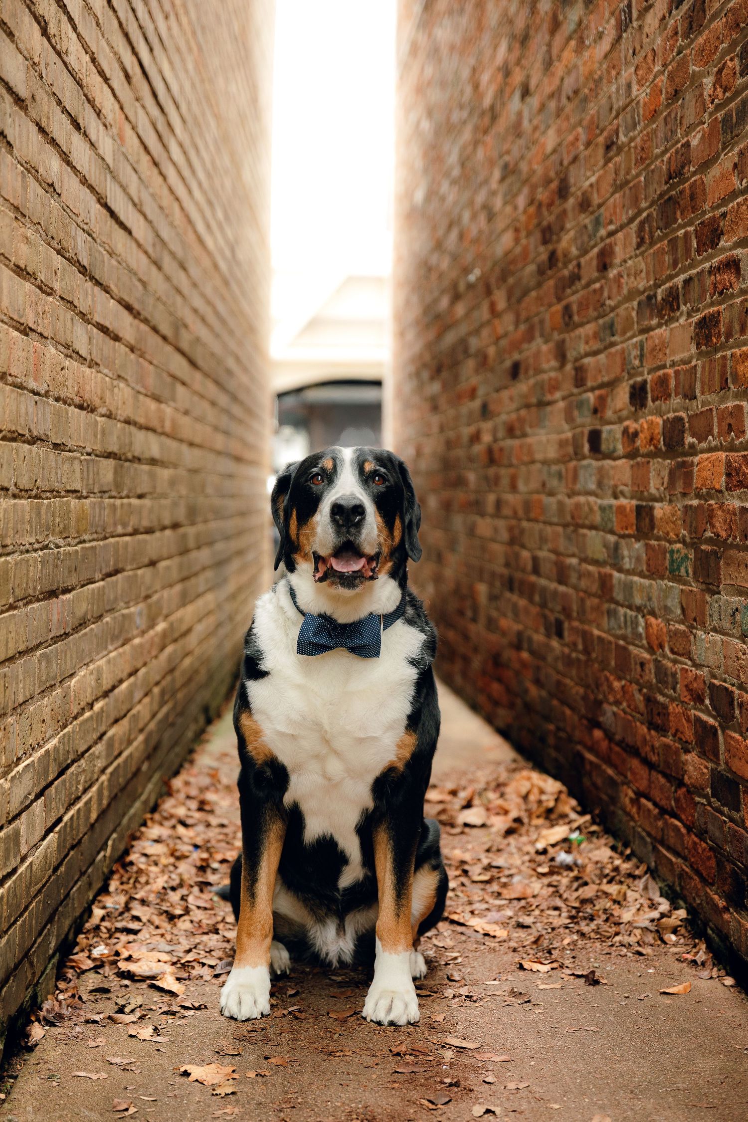 Black and white dog wearing bow tie poses in brick alley at different angles.
