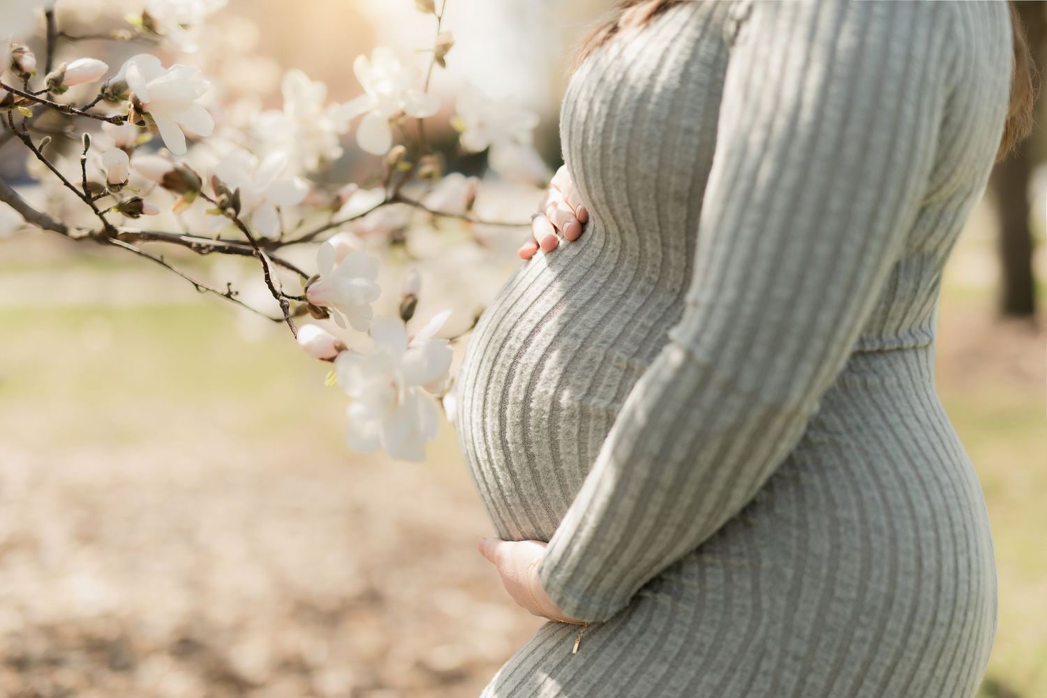 A pregnant woman in a cozy sweater dress stands near blooming spring cherry blossoms in soft sunlight.