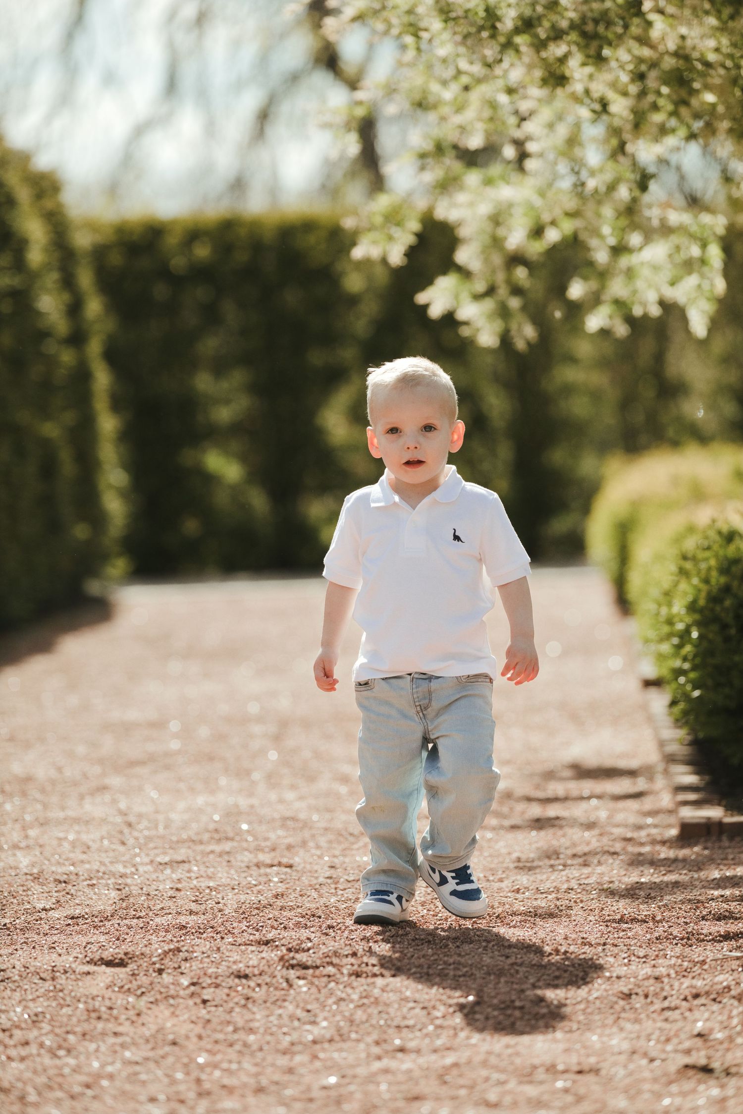 Adorable toddler boy in white polo shirt and jeans walking alone on a sunlit garden gravel path.