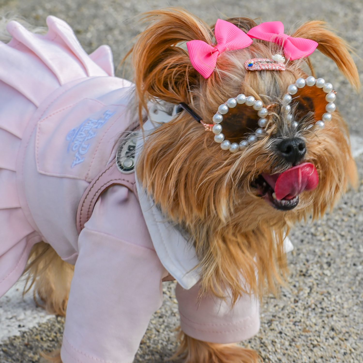 Yorkshire terrier wearing pink bow and dress poses outdoors.