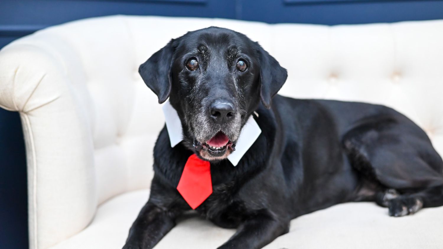 Happy black Labrador dog smiling and playing with toys.