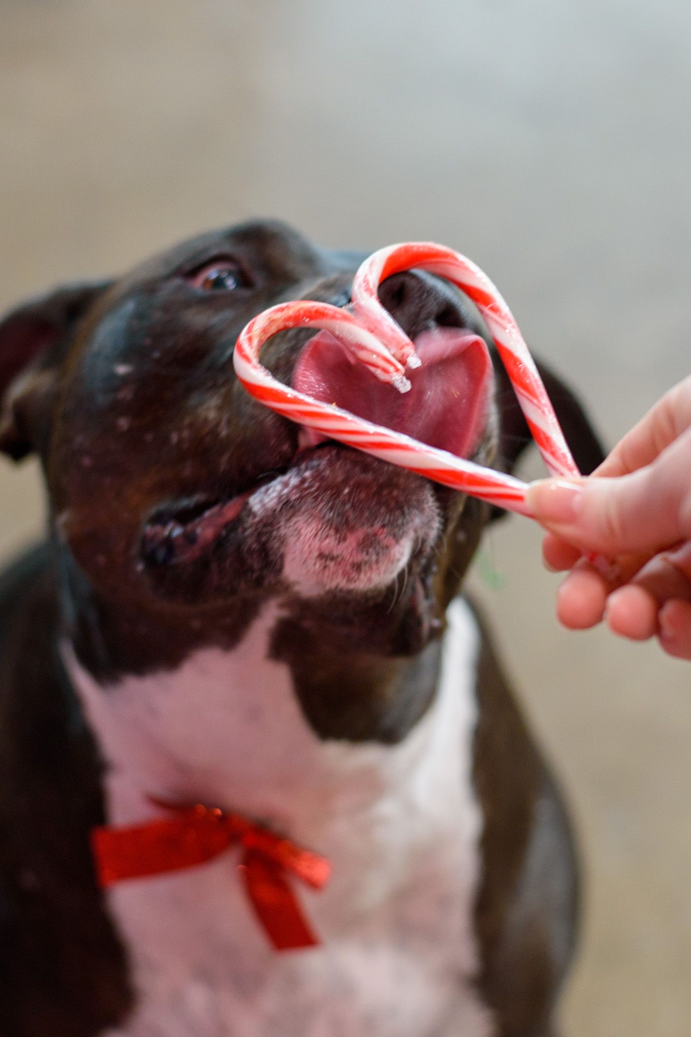 Close-up of a dog being offered a candy cane treat.