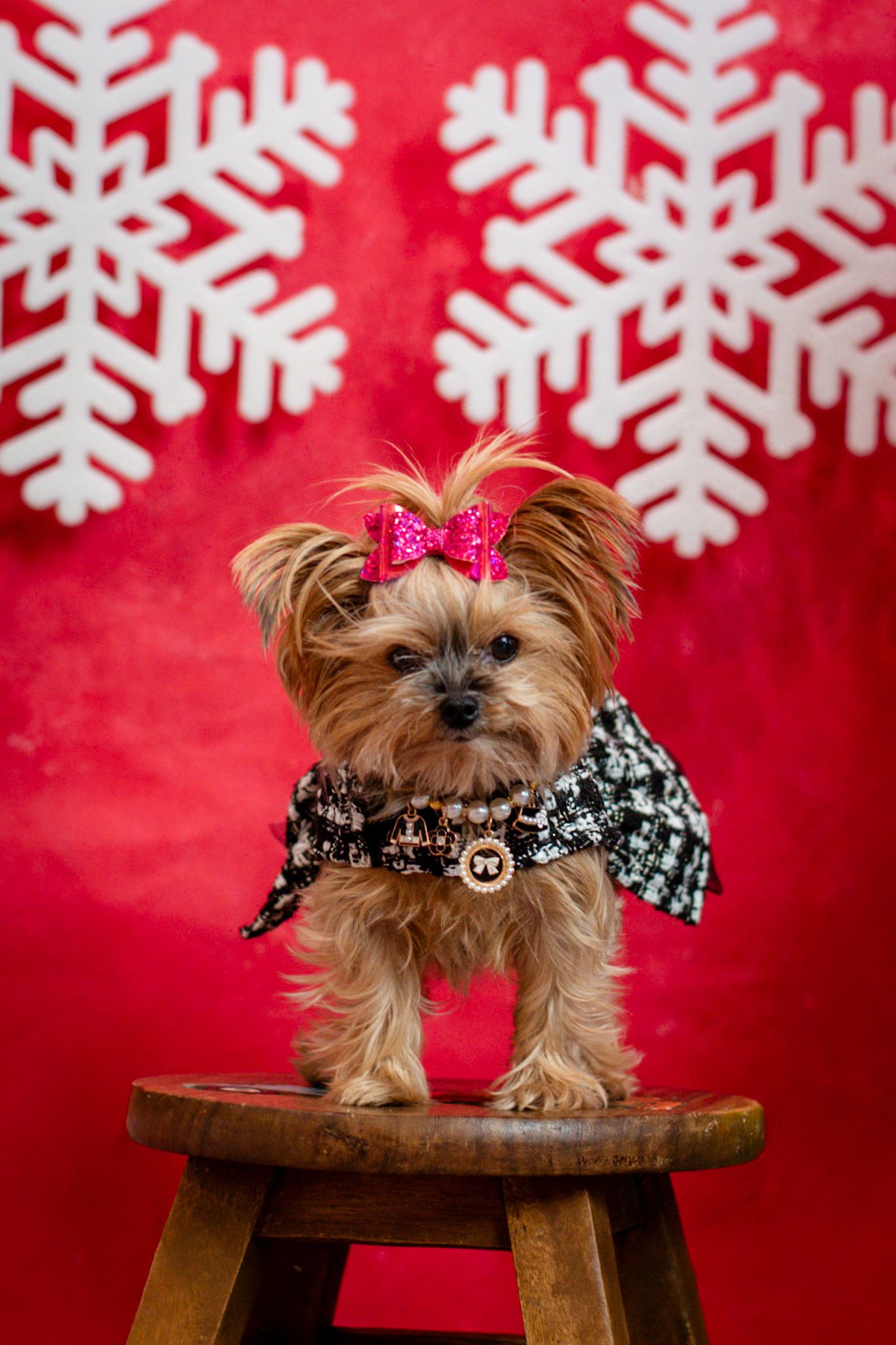 Small Yorkshire Terrier wearing a bow sits on wooden stool against red background with white snowflake decorations.