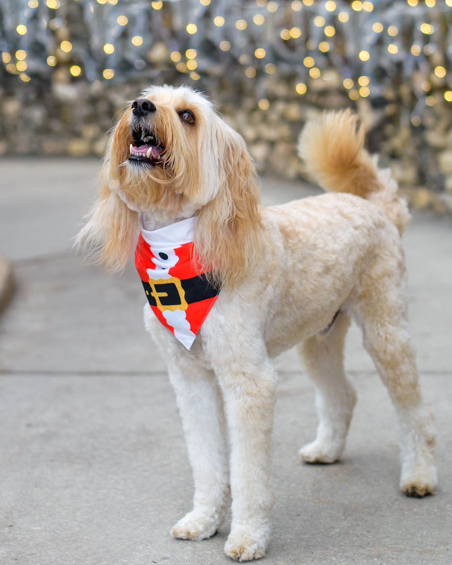 Small white dog modeling a red and white Santa Claus-themed bandana on concrete path.