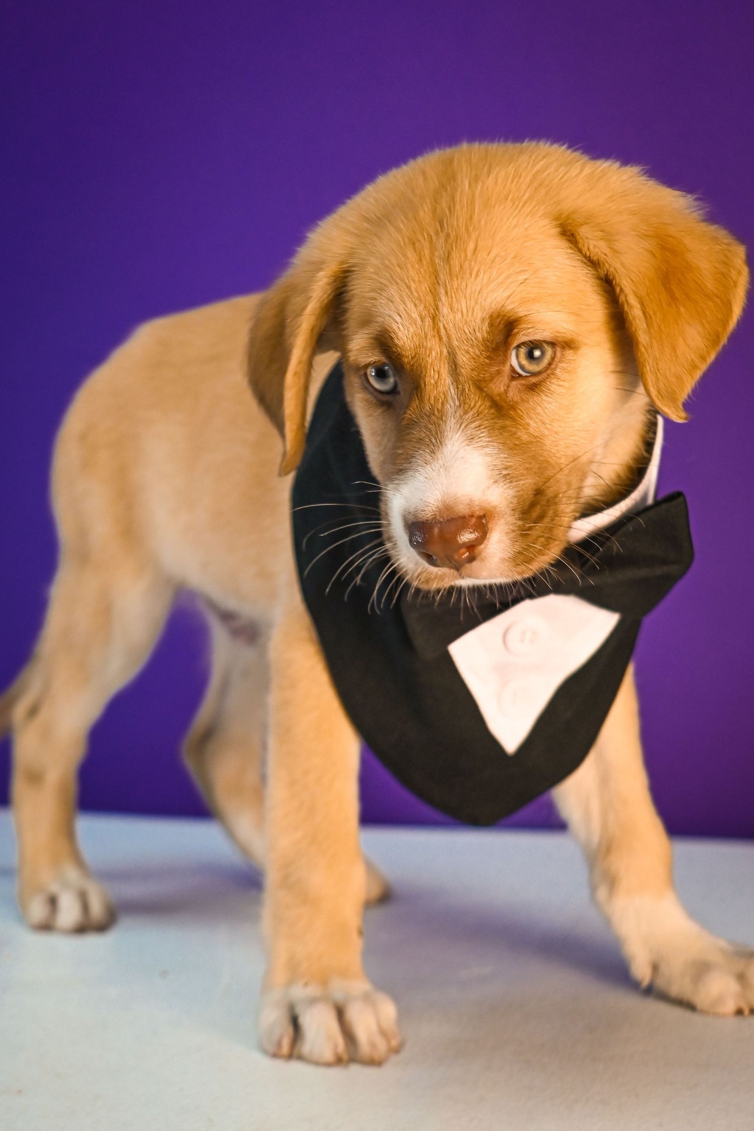 Adorable puppy wearing a black bowtie collar against a purple background.