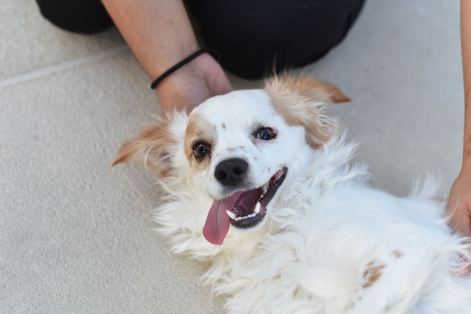 Happy small white dog with tongue out laying on couch showing playful expression.
