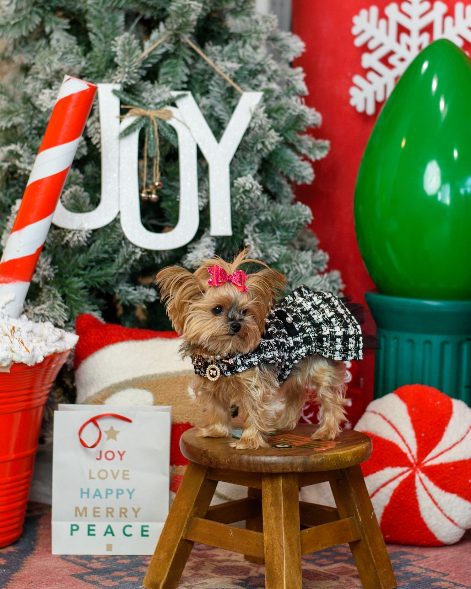 Yorkshire Terrier on wooden stool surrounded by Christmas decorations including candy canes and green ornaments.